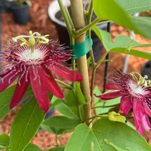 Meet your Posher, Martha